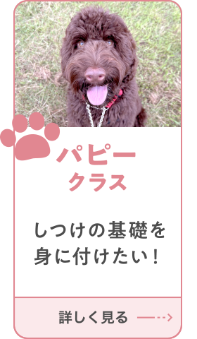 パピークラス
        しつけの基礎を身に付けたい！
