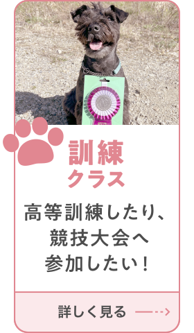 訓練クラス
        高等訓練したり、競技大会へ参加したい！
