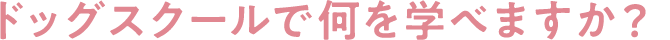 ドッグスクールで何を学べますか?